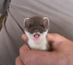 Watch cute baby rescue stoat meet another stoat for the first time