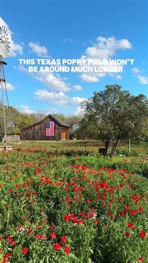 Castroville has been known for its poppies and the famous poppy house just outside of San Antonio in Castroville TX! It’s the perfect day trip! Comment “link” and we’ll send you our full Tx bluebonnet and wildflower guide Follow @oursanantonioadventure for more things around SATX Admission is $10 (cash and check only) and $50 photography fee if you want to take pictures. This will be the best week to see the poppies. They came early and won’t last much longer. Check the castroville poppy house f