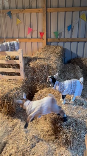 NEW EXPERIENCE: Baby Goat Cuddling 🐐✨ We’re unable to add any additional spaces for our Baby Goat Feeding at this time. But don’t worry, we have a brand new experience available so you won’t miss out and it’s suitable for younger ages too! With our Baby Goat Cuddling sessions, you can still meet our adorable baby goats and enjoy plenty of quality time snuggling, bonding and getting to know these little characters up close. It’s the perfect alternative for anyone keen to soak up all the cuteness