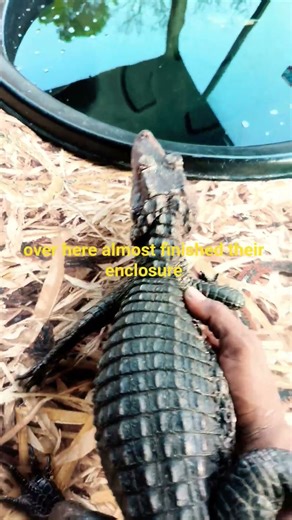 Building the dwarf caiman there new enclosure #reptiles