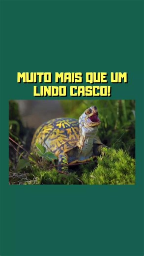 Dia das Tartarugas: Curiosidades e Fatos Incríveis