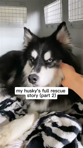 Levi the Husky Rescue: A Heartwarming Story of Second Chances