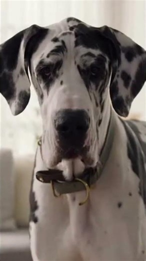 Tiny Chihuahua vs Giant Great Dane 😂 Fearless vs Scared Dog