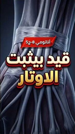 تشريح عضلات اليد لطلاب الطب | anatomy الأوتار