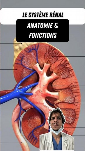 The renal system: kidney anatomy #kidneys #kidney #anatomy #function #studentnurse #nurse