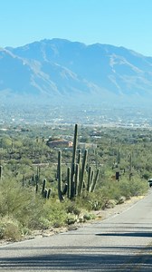 Beautiful Desert Life in Southern Arizona #fridaymotivation #Arizona #trending | Spotted In Tucson