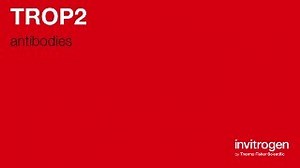 TROP2 antibodies from Thermo Fisher Scientific