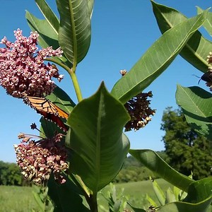 225 reactions · 56 shares | When did you last see a monarch butterfly? Just $35 can help restore an acre of the monarch’s vital milkweed habitat and provide a “home” for up to 70 butterflies. | Environmental Defense Fund | Facebook