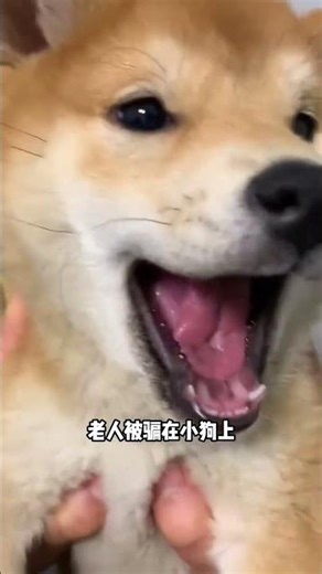 Blind Eyes Witness the Unseen Puppy Love