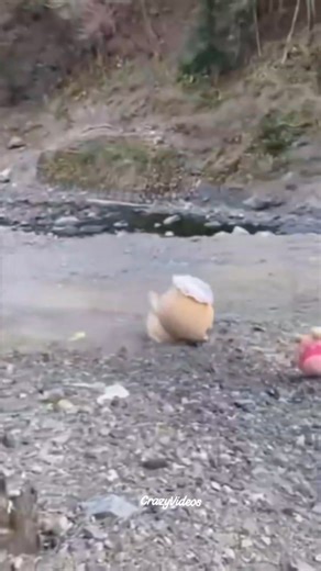 78K views · 1.1K reactions | Darwinism at it's finest  | Crazy Videos | Facebook