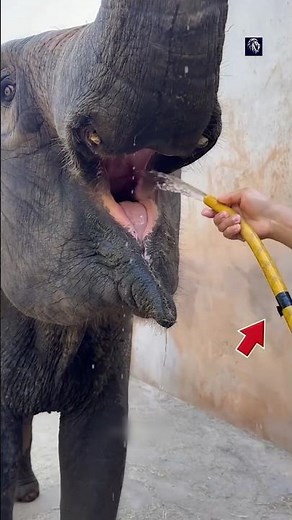 This Elephant Found The Smartest Way to Drink Water 🐘😱
