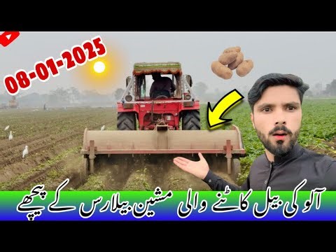 🚜 Professional Potato Vine Cutting Machine Operated Behind Belarus 510 Tractor 🌱🥔