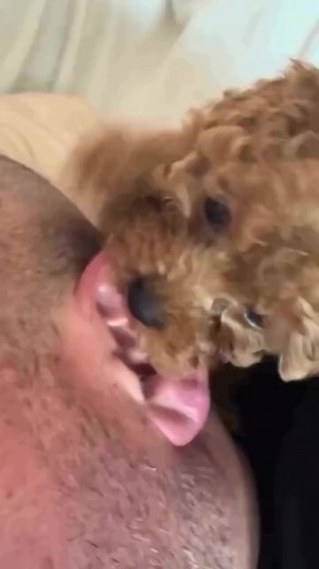 cavapooworld on Instagram: "Anyone else experience this?🤣 ➖ DM us to get FEATURED! ☺️ Follow us @CavapooWorld and use tag #CavapooWorld ➖ We feature cavapoos and all types of doodles and poodles! 🤗 ➖ #cavapoo #cavapoosofinstagram #cavapoopuppy #cavapoogram #cavapoochon #cavapoos #cavapoolove #cavapooworld #cavapoochonsofinstagram #cavapoouk #cavapoochons #cavapooofinsta #cavapoosofinstgram #cavapooboy #cavapoosofinsta #cavapoosofig #cavapoochonpuppy #cavapoolife #cavapoopuppies #cavapoopupoies