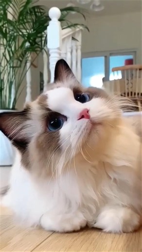 Don't get a cat for your child... until you watch this! 😳 #shorts