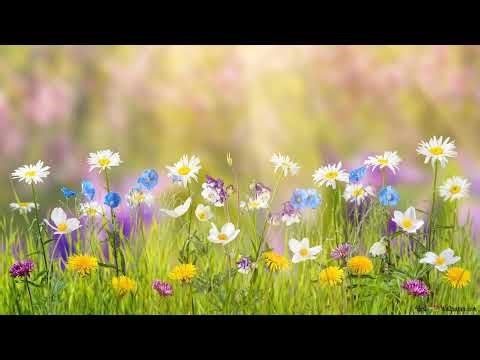 Nature Sounds - Relaxing Bird Sounds 4K - Morning Nature Sounds for Stress Relief