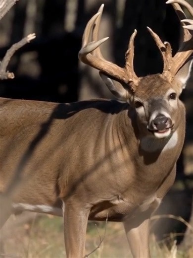 #whitetail #buck #hunting #deer #outdoors | deer hunting