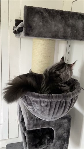Brock Says Hello! #mainecoon #cats