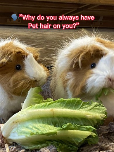 Adorable Guinea Pigs: Fun Moments for Pet Lovers
