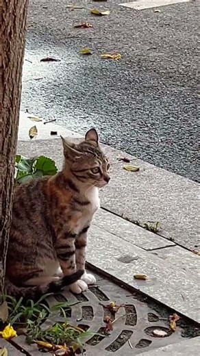 Funniest cat fright moments you’ll watch twice 🤣🤣🤣#funny #cat #fyp #funnyvideos #kitten #foryou