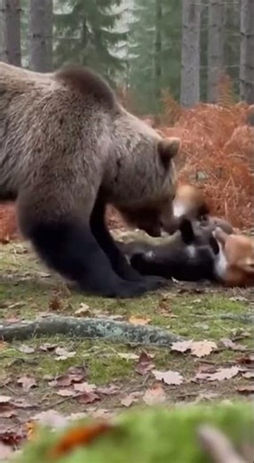 Moment of Survival: Cub Rescued by Angry Big Bear After Suffering Fox Attack