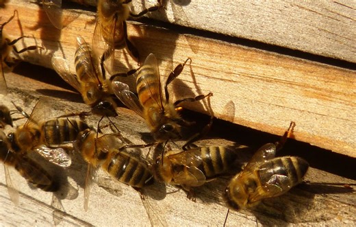 Pourquoi la récolte du miel a doublé en un an en France