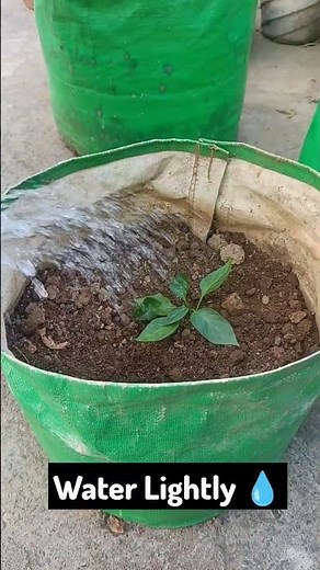 How I Grew Capsicum at Home | Easy Bell Pepper Growing Guide🫑
