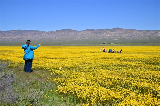 California’s wildflower boom is inching closer to a superbloom — see the colors that are exlpoding in the desert