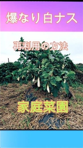 爆なり白ナス 簡単、楽に片付け！再利用方法 家庭菜園