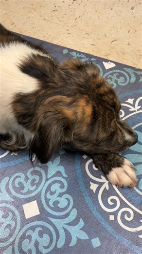 Sylacauga Animal Shelter on Reels