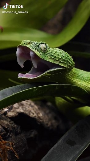 Unusual Pet Behavior Revealed in Surprise Video!