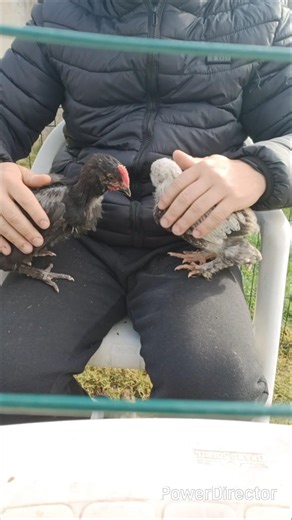 Rien de mieux qu’un moment calme avec les poules 🐔🌿#nature #poules #shorts #farmlife #animals