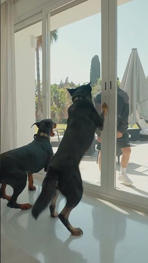Does Your Dog Guard Like This? #protectiondogsworldwide