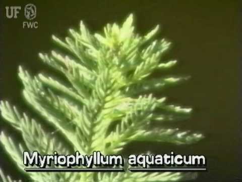 parrot feather (Myriophyllum aquaticum)