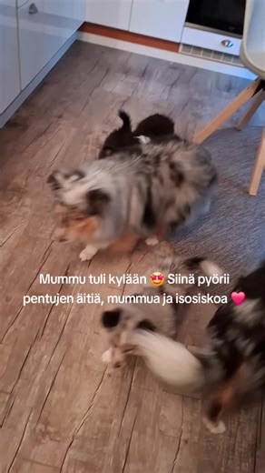Adorable Shetland Sheepdog Puppies Meet Grandma