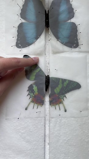 Preserving the Beauty of Sunset Moths: Chrysiridia rhipheus