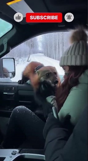 LEAVE THE CAR NOW! Massive Wolverine Attacks Tourist in Snow Storm