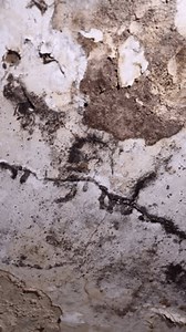 Vertical video. The white ceiling in the interior of the room is covered with cracks and mold. Concept of health hazard among old damp walls.