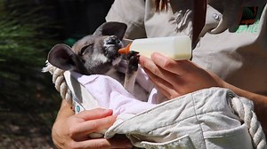 ❤️ INTRODUCING RUBY THE ROO ❤️ Today is World Wildlife Day and to celebrate we thought we'd introduce our newest (and cutest) member of our family - Ruby the orphaned red kangaroo joey. Isn't she adorable?! | Australian Reptile Park