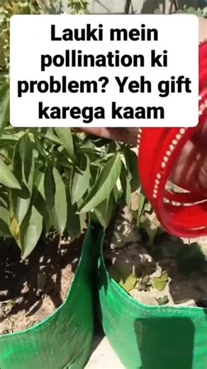 Marua Tulsi 🌿 = natural pollinator magnet 🐝🦋Garden mein lagao, pollination tension khatam ✨