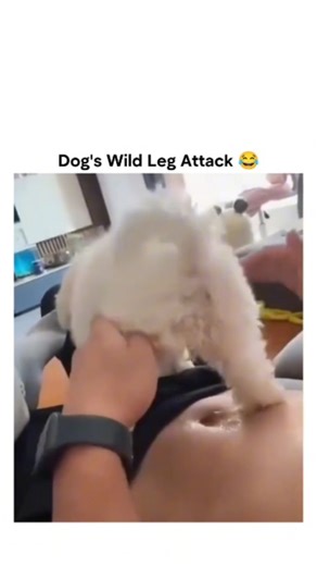 picpac2026 | The post shares a 16-second video of a small white fluffy dog mounting and humping a person's leg while they lie on a couch, captioned "Wtf... | Instagram