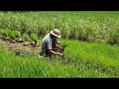 FARMERS’ GENIUS METHOD: HARVEST MATURE SEEDLINGS EASILY USING HANDS - Agriculture Farming