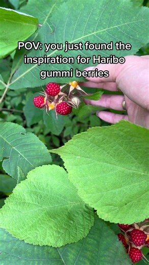 Exploring the World of Wineberries: A Juicy Tangy Delight