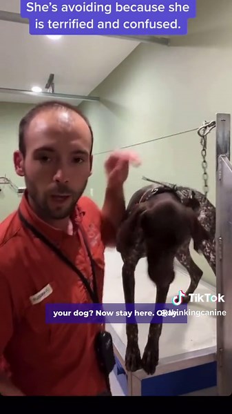 Gun dog training with electric collar aka forced fetch. #dogbehavior #dogbehaviorist #ecollartraining #balancedtraining