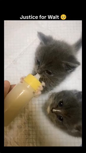 Meownk on Instagram: "Team Jessi or Team Walt ? .. . . . . . [cat, kitten kitty, pet videos, funny meme, humour, voiceover, dialogue, conversation, talking cats, animals, cute, sad eyes]"