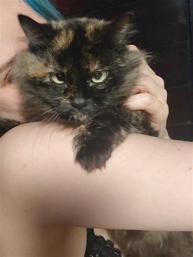 Why I Believe My Cat Was an Owl in a Past Life