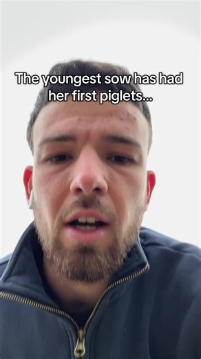 Newborn Piglets: A Heartwarming Farming Experience