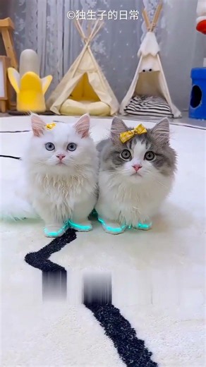 Cats Fight With Laser Light 🐱🔦😂 #cuteanimals #funny #pets
