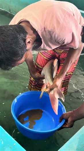 The life of the hatchery—the story of collecting bighead fish eggs.❤️