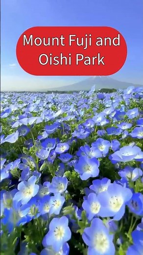 Lake Kawaguchi Flowers with Mount Fuji – Seasonal Views of Japan