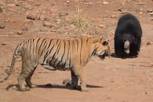 This sloth bear vs tiger fight is no less than smack down! And, video is going viral on social media – Watch